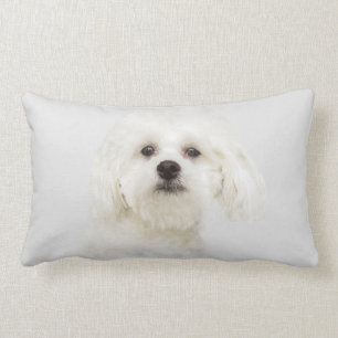 Cojín Lumbar Perrito maltés