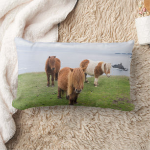 Cojín Lumbar Poni Shetland en pastizal cerca de acantilados alt