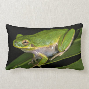Cojín Lumbar Rana verde (Hyla cinerea) 2