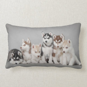Cojín Lumbar Seis huskies