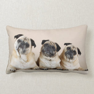 Cojín Lumbar Tres Pugs En La Fila