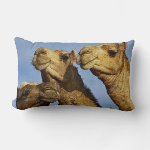 Cojín Lumbar Trío de camellos, mercado de camellos, El Cairo, E