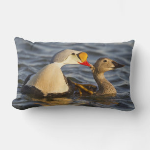 Cojín Lumbar Una pareja de eiders reales cortejando en una char