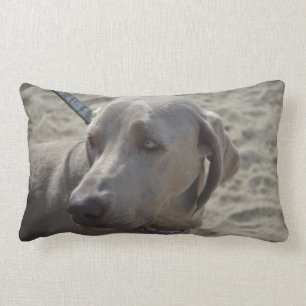 Cojín Lumbar Weimaraner dulce