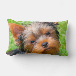 Cojín Lumbar Yorkshire Terrier mirando hacia arriba