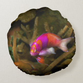 Cojín Redondo Animal - Pez - Pseudanthias pleurotaenia