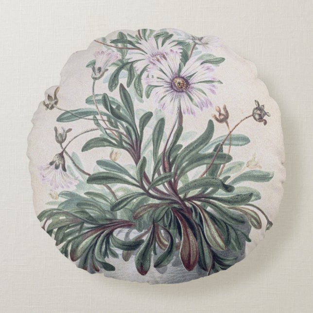 Cojín Redondo Asters de época en una olla (Anverso)