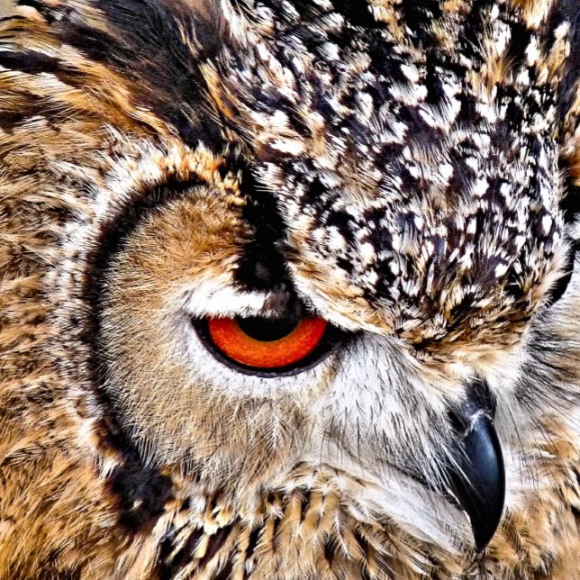 COJÍN REDONDO BÚHO (A photographic design of a beautiful eagle-owl.)