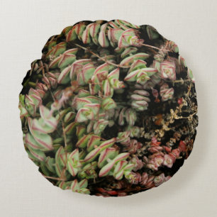 Cojín Redondo Crassula perforata
