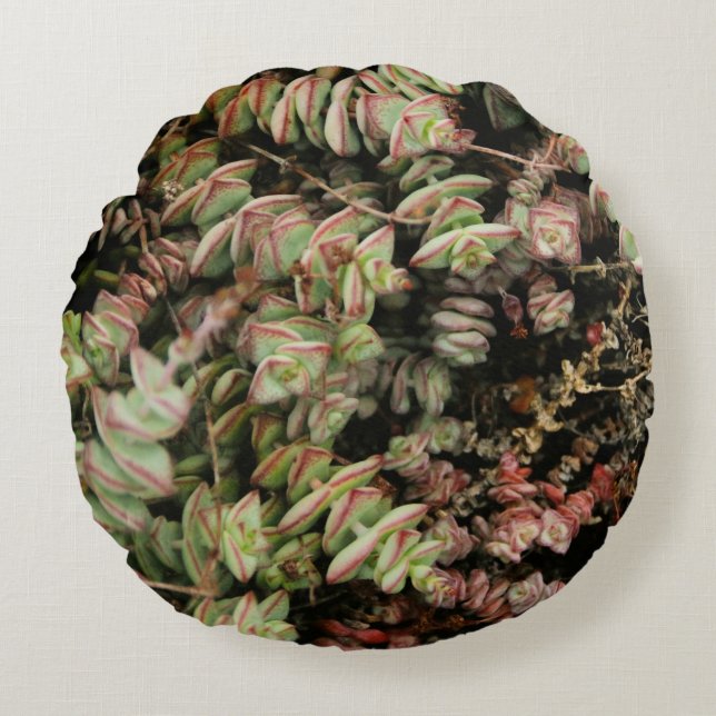 Cojín Redondo Crassula perforata (Anverso)