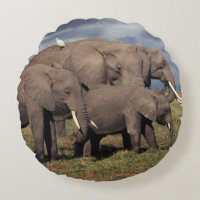 Cría de elefante africano con familia