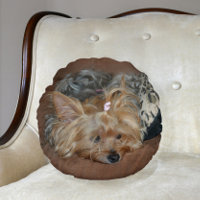 Cute Sleepy Yorkshire Terrier Yorkie Puppy