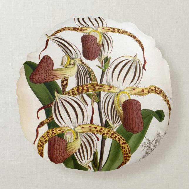 Cojín Redondo Cyprepedium Stonei Vintage Lindenia Orquid (Anverso)