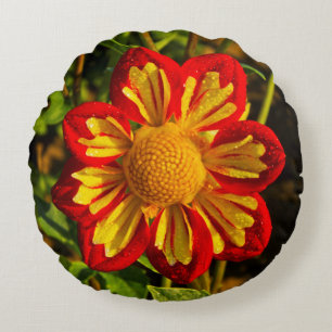 Cojín Redondo Dahlia, granja de dahlia, Canby, Oregón, EE.UU. 1