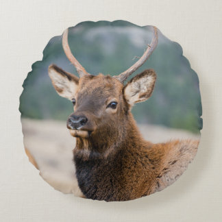 COJÍN REDONDO ELK EN EL PARQUE NACIONAL DE LA MONTAÑA ROCKY - EL
