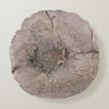 Foto de árbol de palmas cortadas botánicas