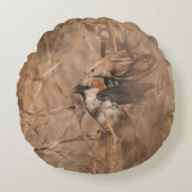 Fotografía de naturaleza de pájaros gorriones marr