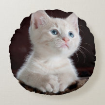 Gatito blanco vulnerable