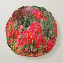 Geranios florecientes...