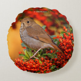 Cojín Redondo Hermit Thrush Songbird en Scarlet Firethorn