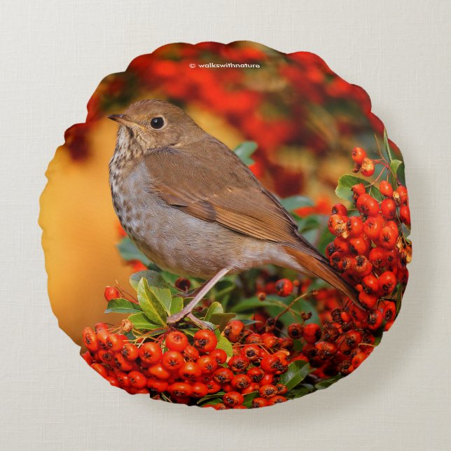 Cojín Redondo Hermit Thrush Songbird en Scarlet Firethorn (Anverso)