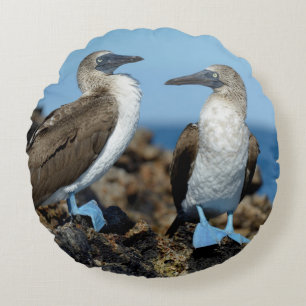Cojín Redondo Islas Galápagos, Isla Isabela