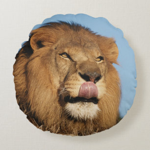 Cojín Redondo León africano (Panthera Leo), sabana africana