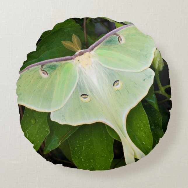 Cojín Redondo Luna Moth en Carnaby Clematis (Anverso)