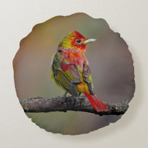 Cojín Redondo Moldura de Tanager de escarlata - Fotografía origi