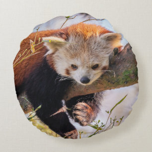 Cojín Redondo Panda rojiza perezosa