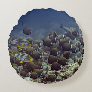Cojín Redondo Pescado en la barrera de coral en el fondo del océ