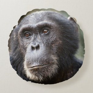 Cojín Redondo Primer plano de chimpancé macho