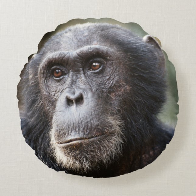 Cojín Redondo Primer plano de chimpancé macho (Anverso)