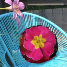 Primrosis rosa y amarilla Bright Floral Botanica