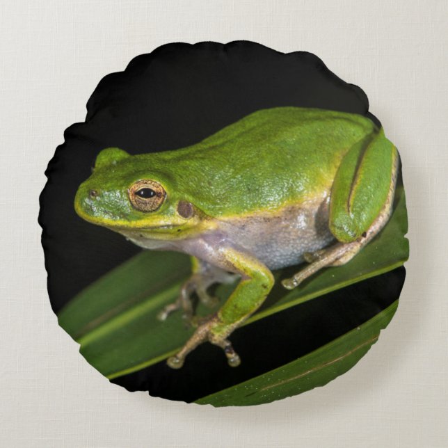 Cojín Redondo Rana verde arborícola (Hyla cinerea) 2 (Anverso)