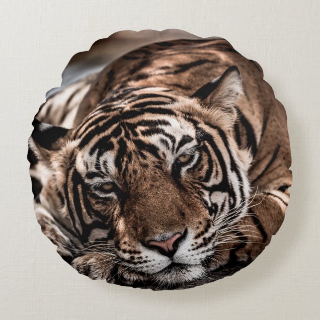 Cojín Redondo ranthambore macho salvaje tigre retrato de imagen  (Anverso)