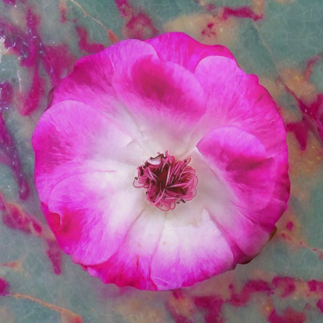 Cojín Redondo Rosas de Iceberg Rosa (Subido por el creador)