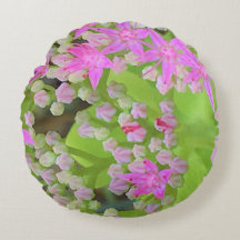 Suculento sedum rosa caliente con hojas verdes flo