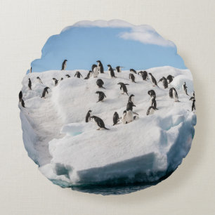 Cojín Redondo Tiempo de reproducción de Gentoo Penguin Antártica