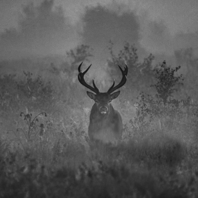 Cojín Redondo Venado En La Niebla (Subido por el creador)