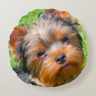 Cojín Redondo Yorkshire Terrier mirando hacia arriba