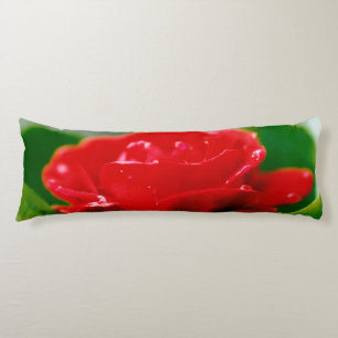 Cojín Rosa roja matutina cubierta de rocío