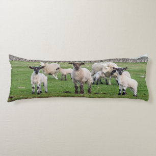 Cojín Shetland Sheep