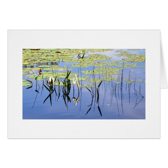 Cojines de lirio e hierba del lago (Anverso (Horizontal))
