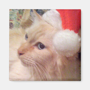 Cokie el imán del navidad del gato