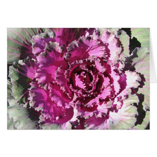 Col decorativa (Anverso (Horizontal))