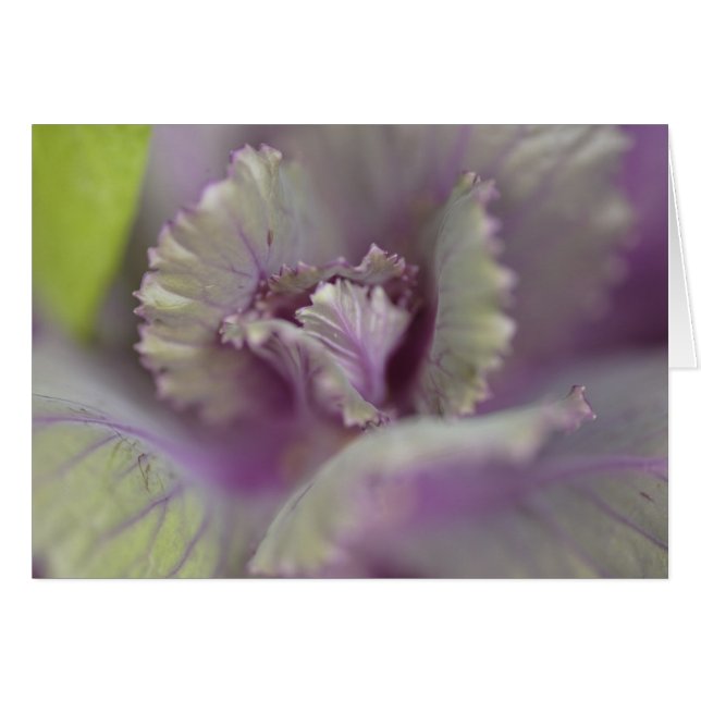Col ornamental (Anverso (Horizontal))