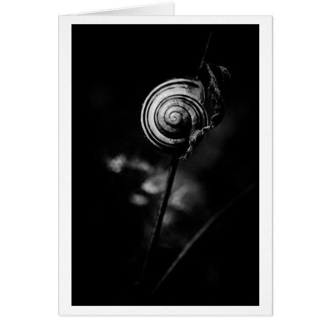 cola de caracol (Frente)