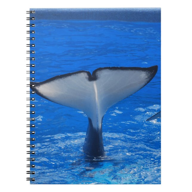 Cola de un cuaderno de la ballena (Frente)