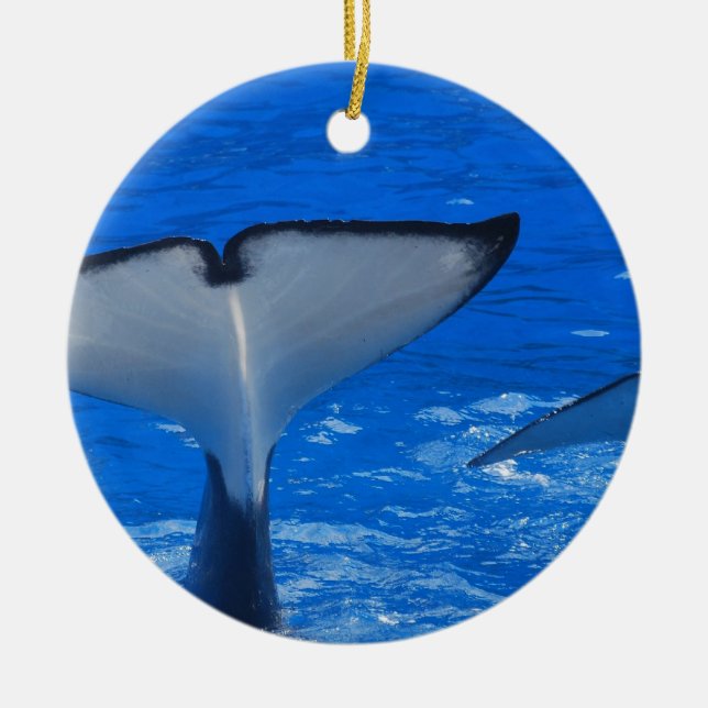 Cola de un ornamento de la ballena (Frente)